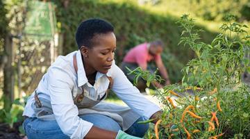 lecittaraccolgonolasfidacostruirelasicurezzaalimentaredalbassoafrican-american-woman-picking-vegetables-from-gar-2025-10-03-11-25-32-utc1.jpg