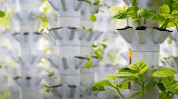 Open access government