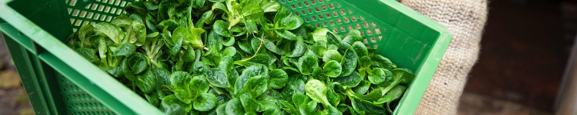 Photo by Markus Spiske on Unsplash The image shows a person carrying 2 boxes filled with fresh lettuce.